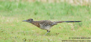 QUAIL, GROUSE, DOVES, AND ROADRUNNER